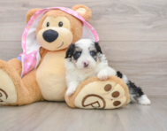 6 week old Mini Aussiedoodle Puppy For Sale - Premier Pups