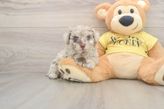 GAMBIT, a Mini Aussiedoodle littermate