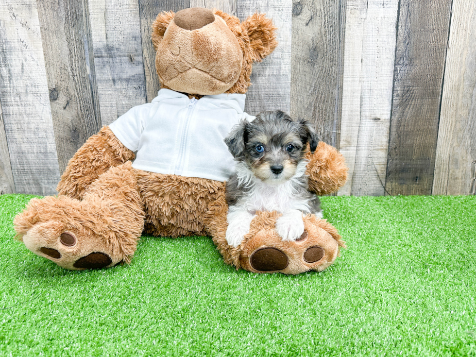 Mini Aussiedoodle Puppy for Adoption
