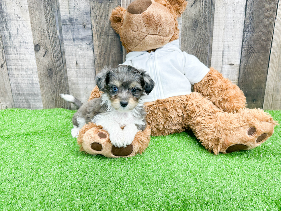 Friendly Mini Aussiedoodle Baby
