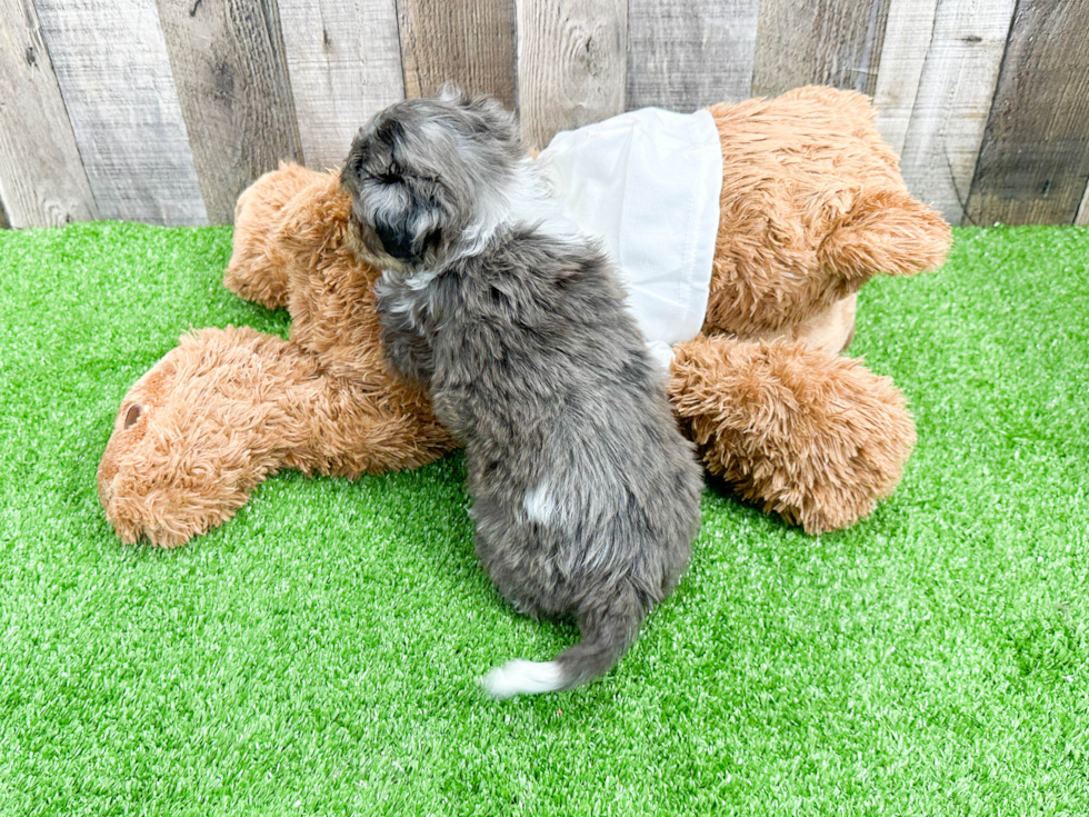 Small Mini Aussiedoodle Baby