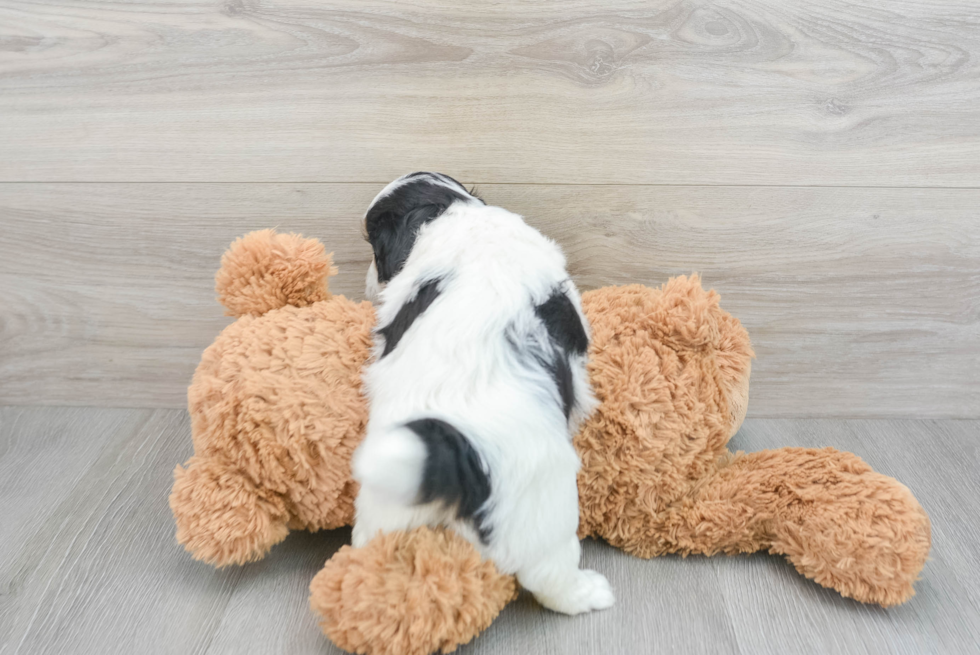 Playful Aussiepoo Poodle Mix Puppy