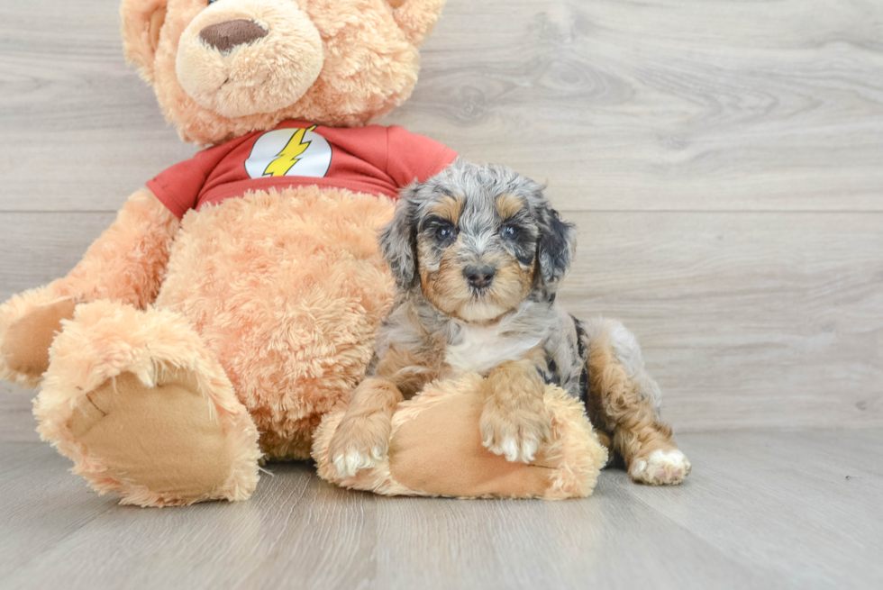 Mini Aussiedoodle Pup Being Cute