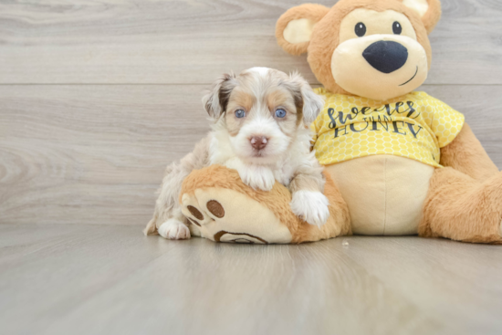 Popular Mini Aussiedoodle Poodle Mix Pup