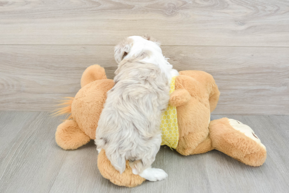 Sweet Mini Aussiedoodle Baby