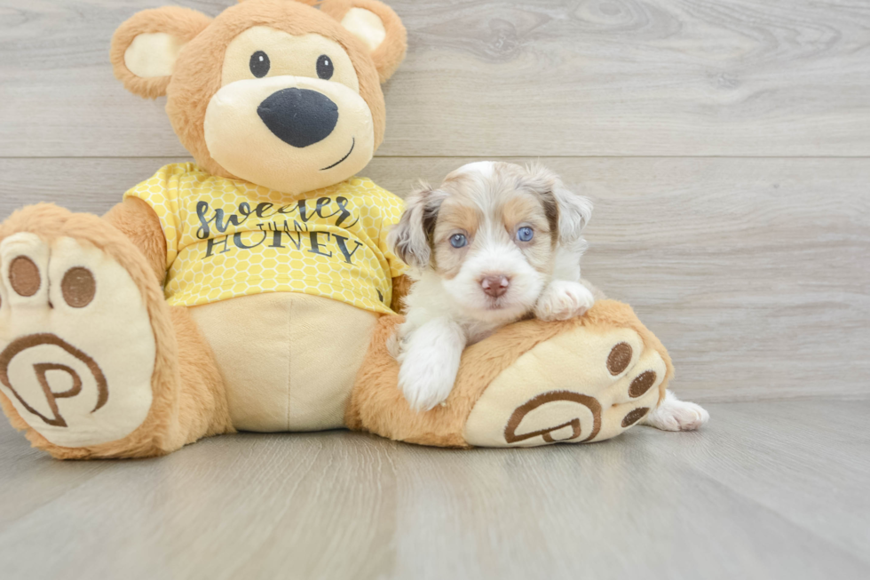 Petite Mini Aussiedoodle Poodle Mix Pup