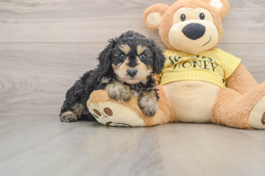 GEMINI, a Mini Aussiedoodle littermate