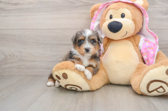 Mini Aussiedoodle Pup Being Cute