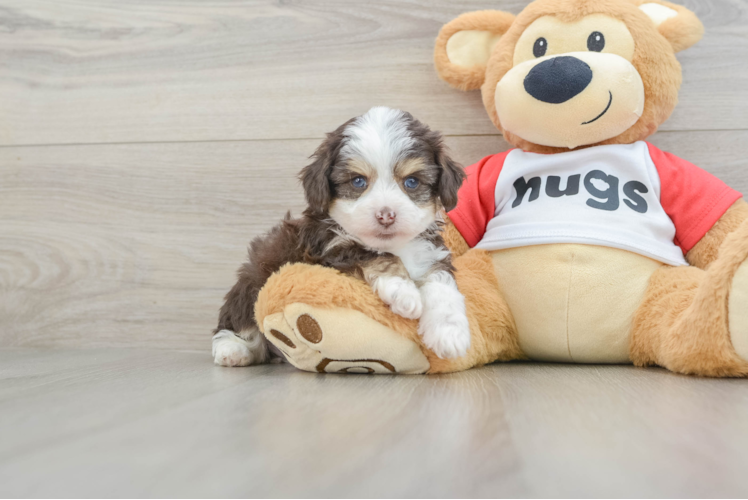 Fluffy Mini Aussiedoodle Poodle Mix Pup
