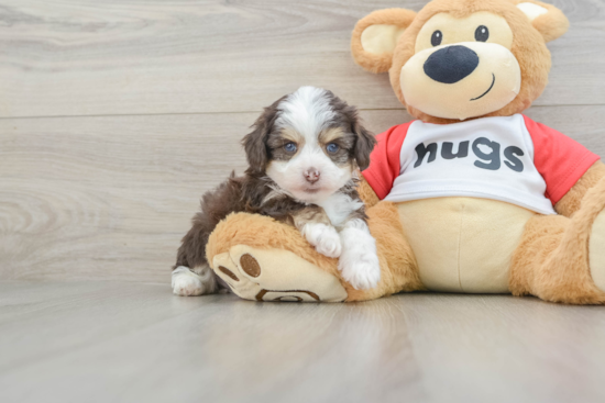 Fluffy Mini Aussiedoodle Poodle Mix Pup