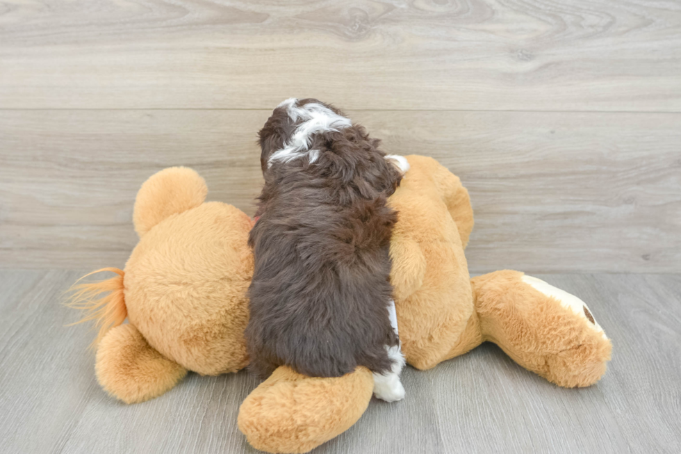 Adorable Mini Australian Shepherd X Poodle Mix Poodle Mix Puppy