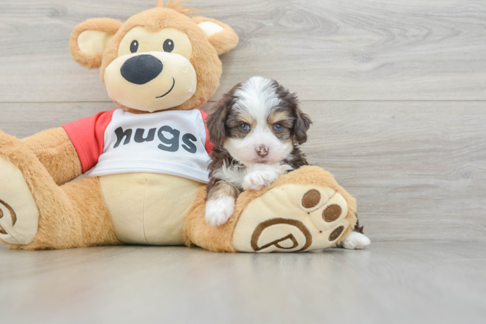Energetic Aussie Poo Poodle Mix Puppy