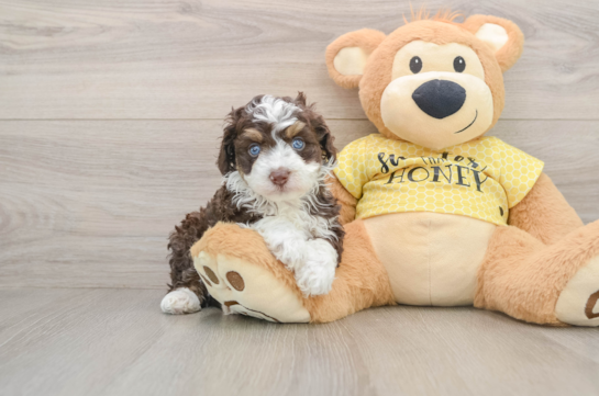 GRIFFY, a Mini Aussiedoodle littermate