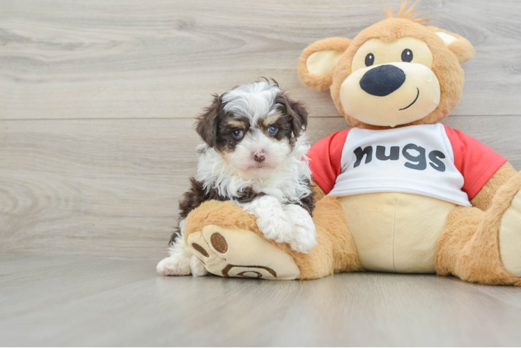 Mini Aussiedoodle Pup Being Cute