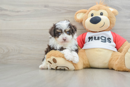 Mini Aussiedoodle Pup Being Cute
