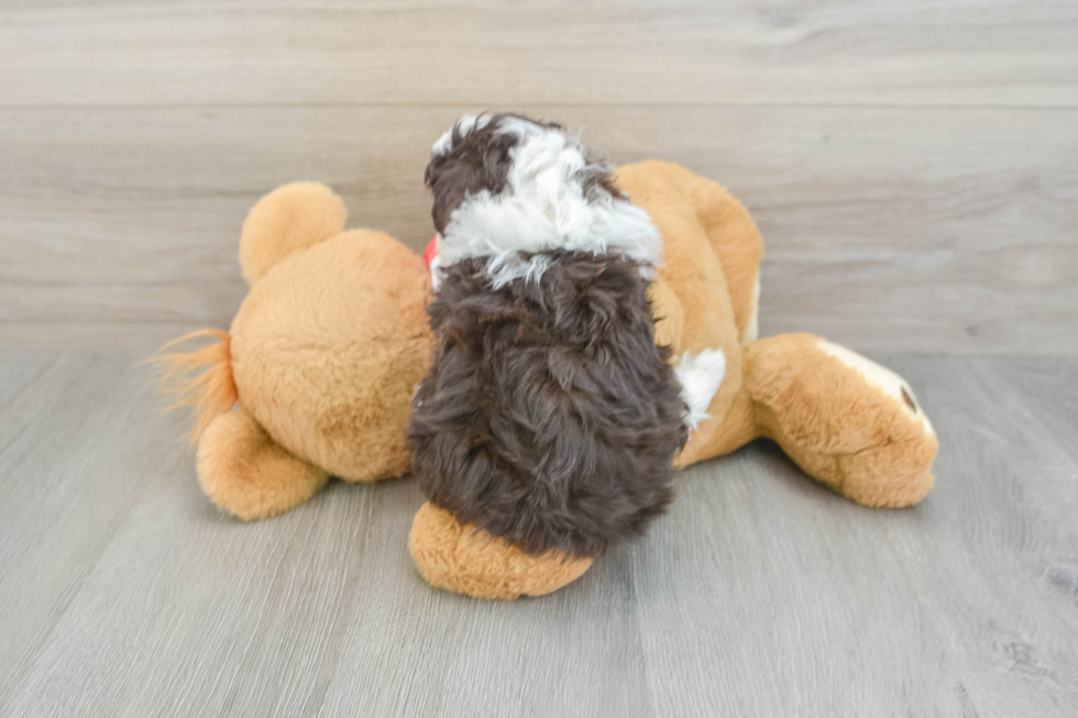 Mini Aussiedoodle Puppy for Adoption