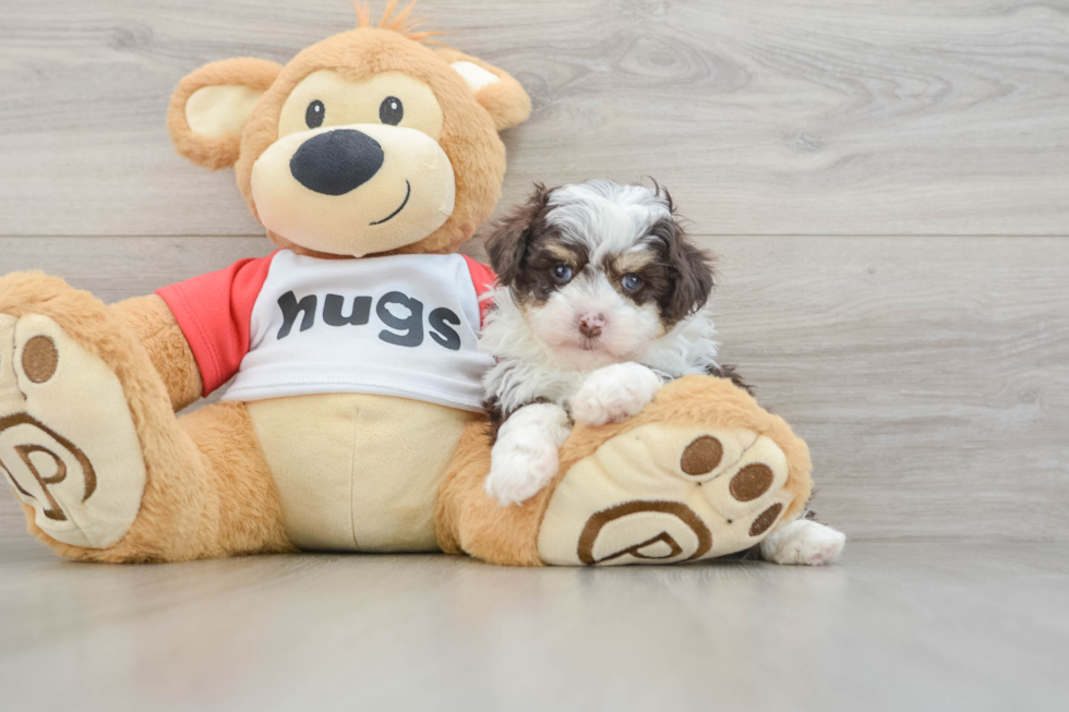 Mini Aussiedoodle Pup Being Cute