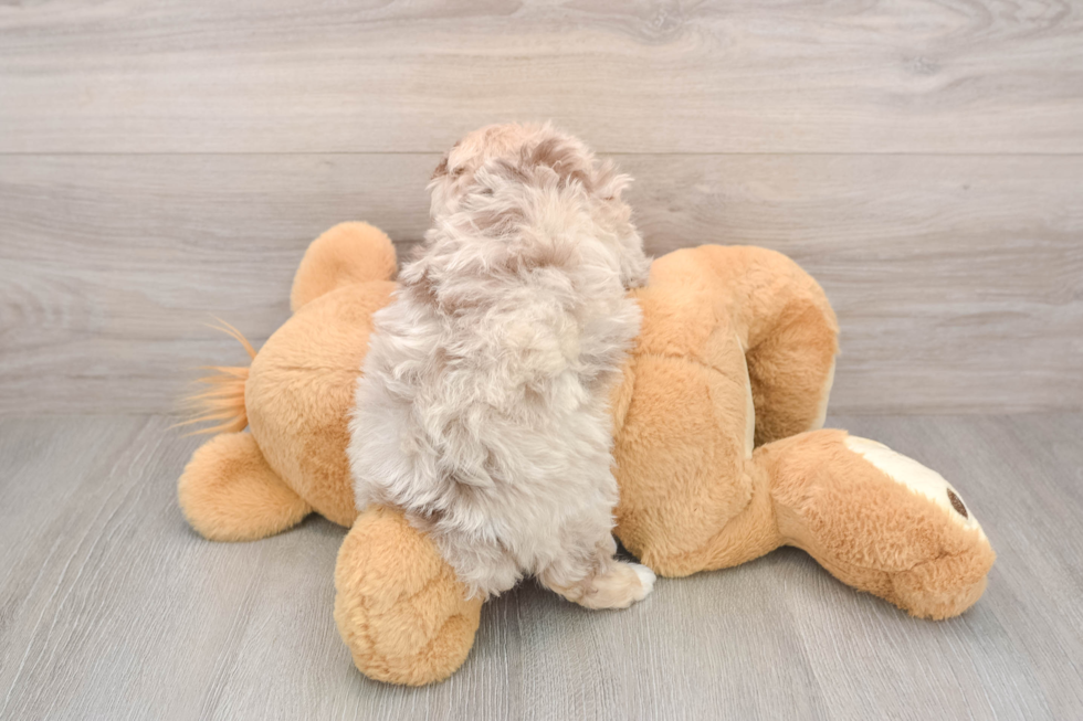 Smart Mini Aussiedoodle Poodle Mix Pup