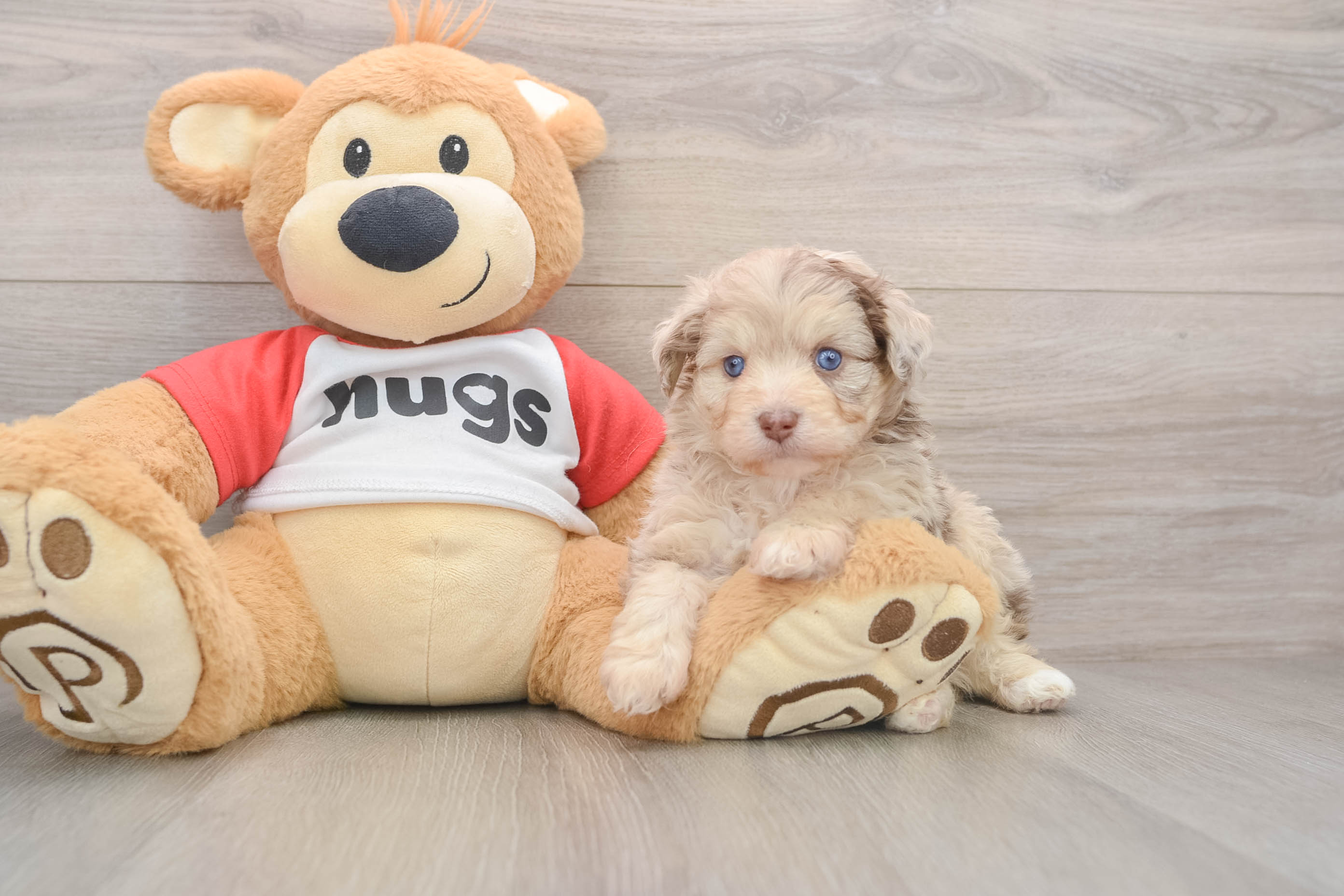 Smart Mini Aussiedoodle Poodle Mix Pup