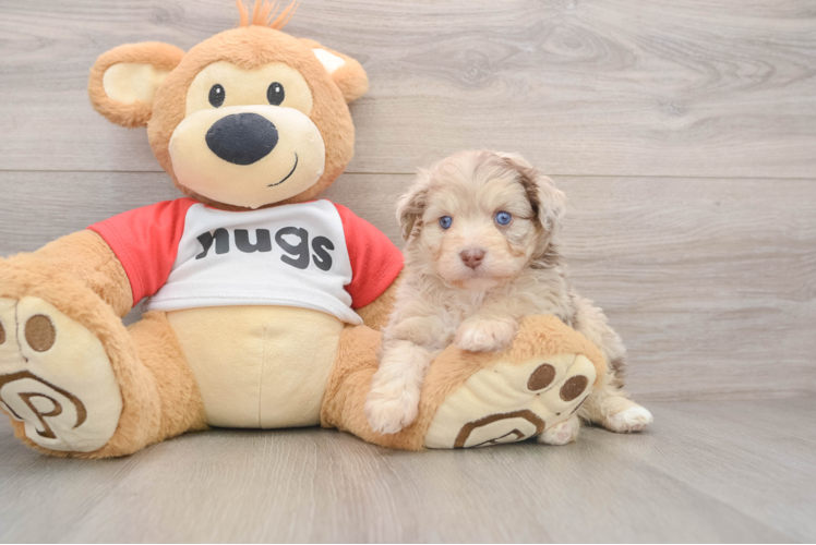 Smart Mini Aussiedoodle Poodle Mix Pup