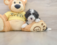 8 week old Mini Aussiedoodle Puppy For Sale - Premier Pups