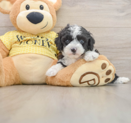 9 week old Mini Aussiedoodle Puppy For Sale - Premier Pups