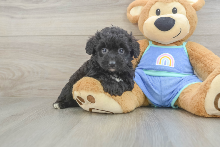 Best Mini Aussiedoodle Baby