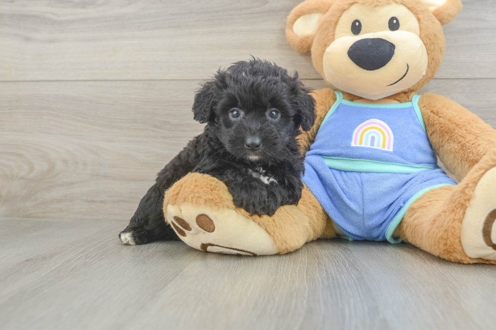 Best Mini Aussiedoodle Baby