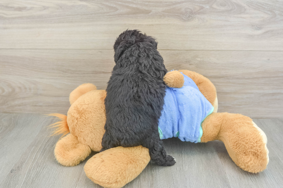 Adorable Mini Australian Shepherd X Poodle Mix Poodle Mix Puppy