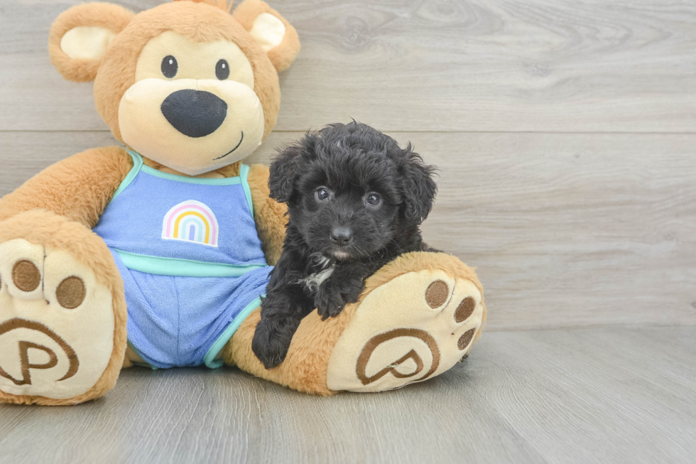 Mini Aussiedoodle Puppy for Adoption