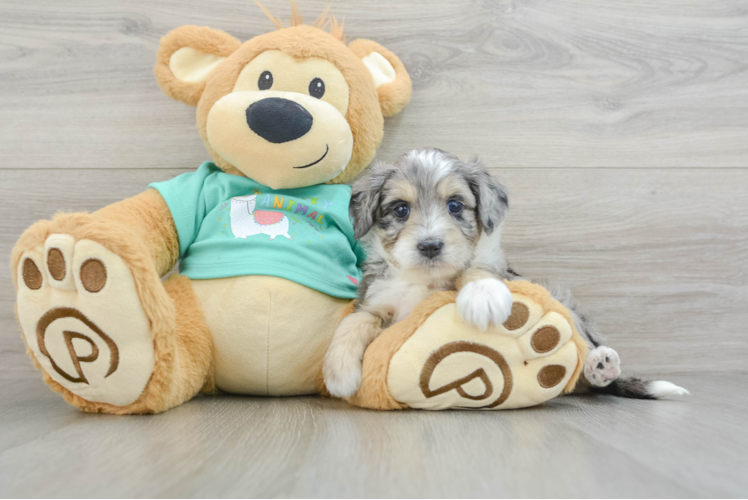 Small Mini Aussiedoodle Baby