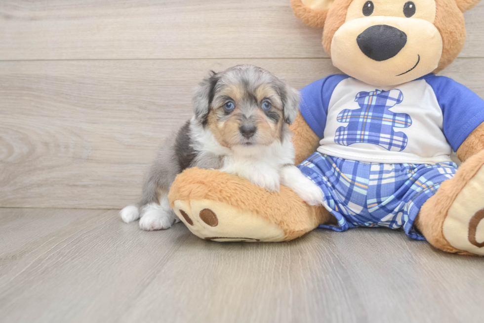 Best Mini Aussiedoodle Baby