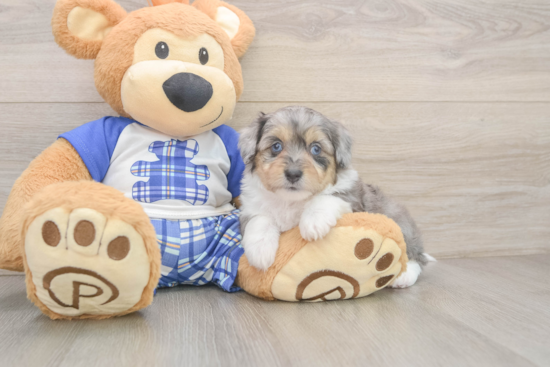 Best Mini Aussiedoodle Baby