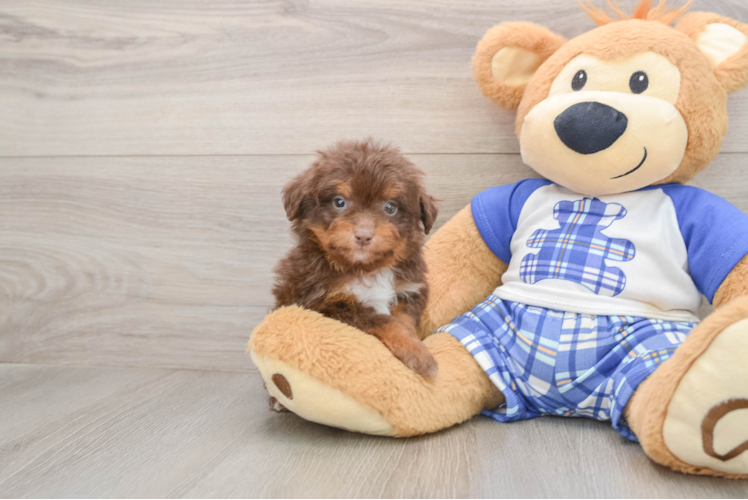 Mini Aussiedoodle Pup Being Cute