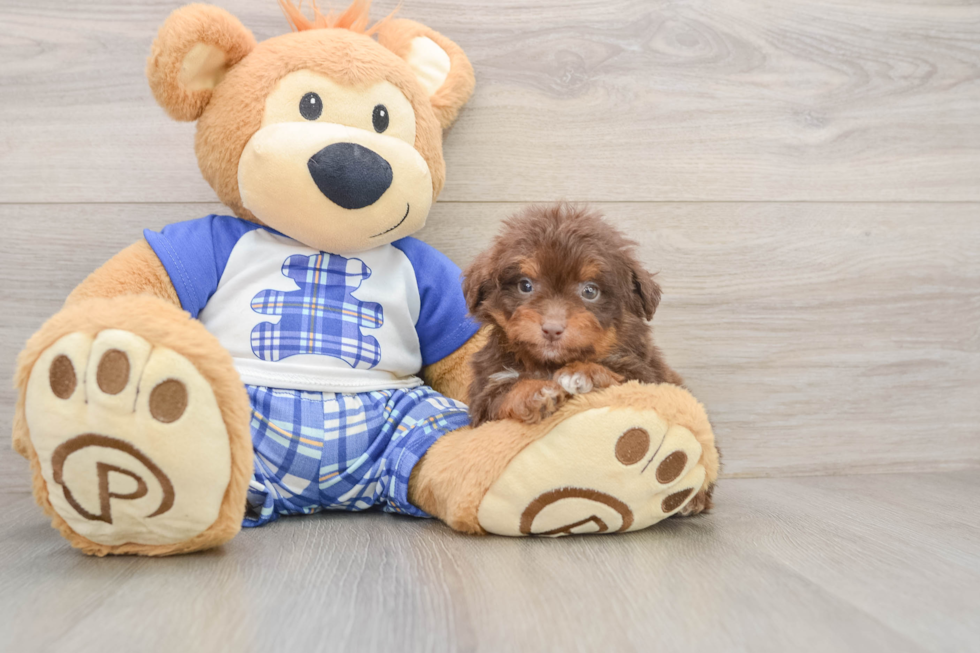 Mini Aussiedoodle Puppy for Adoption