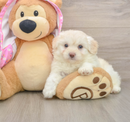 8 week old Mini Aussiedoodle Puppy For Sale - Premier Pups