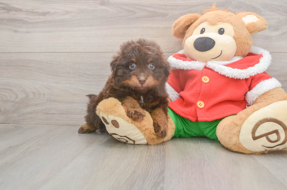 7 week old Mini Aussiedoodle Puppy For Sale - Premier Pups