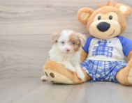 8 week old Mini Aussiedoodle Puppy For Sale - Premier Pups