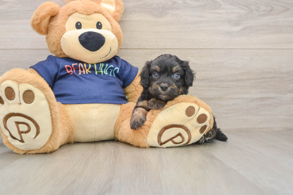 Mini Aussiedoodle Pup Being Cute