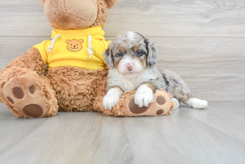 Playful Aussiepoo Poodle Mix Puppy