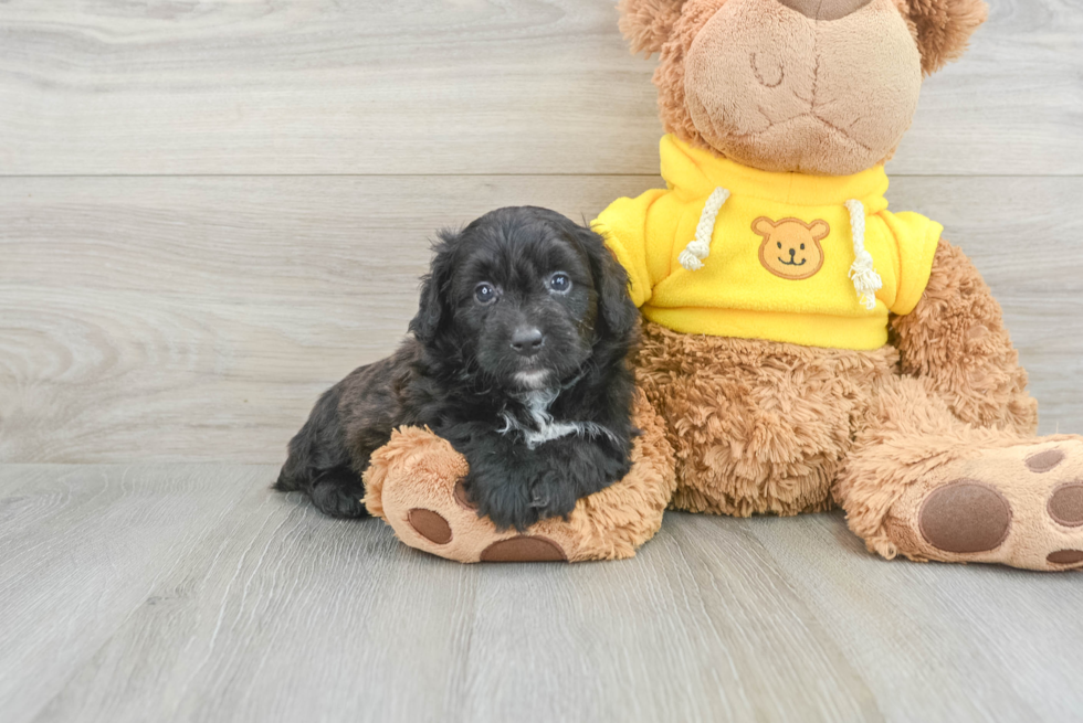 Sweet Mini Aussiedoodle Baby
