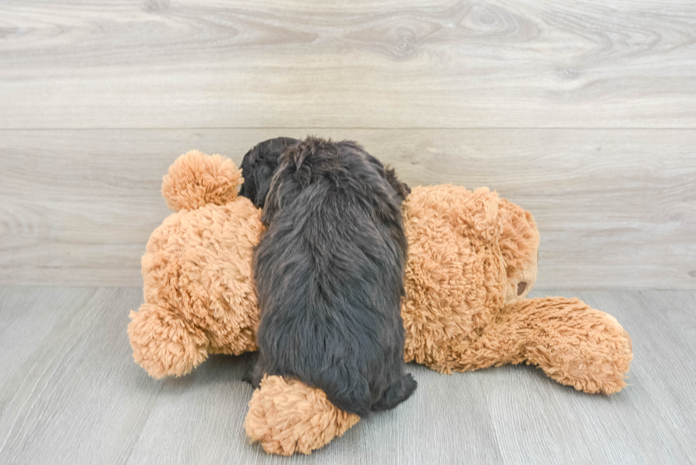 Mini Aussiedoodle Pup Being Cute
