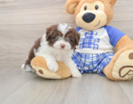 8 week old Mini Aussiedoodle Puppy For Sale - Premier Pups
