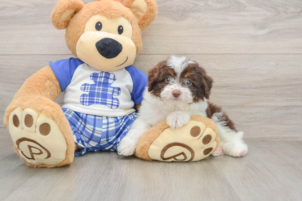 Hypoallergenic Aussiepoo Poodle Mix Puppy