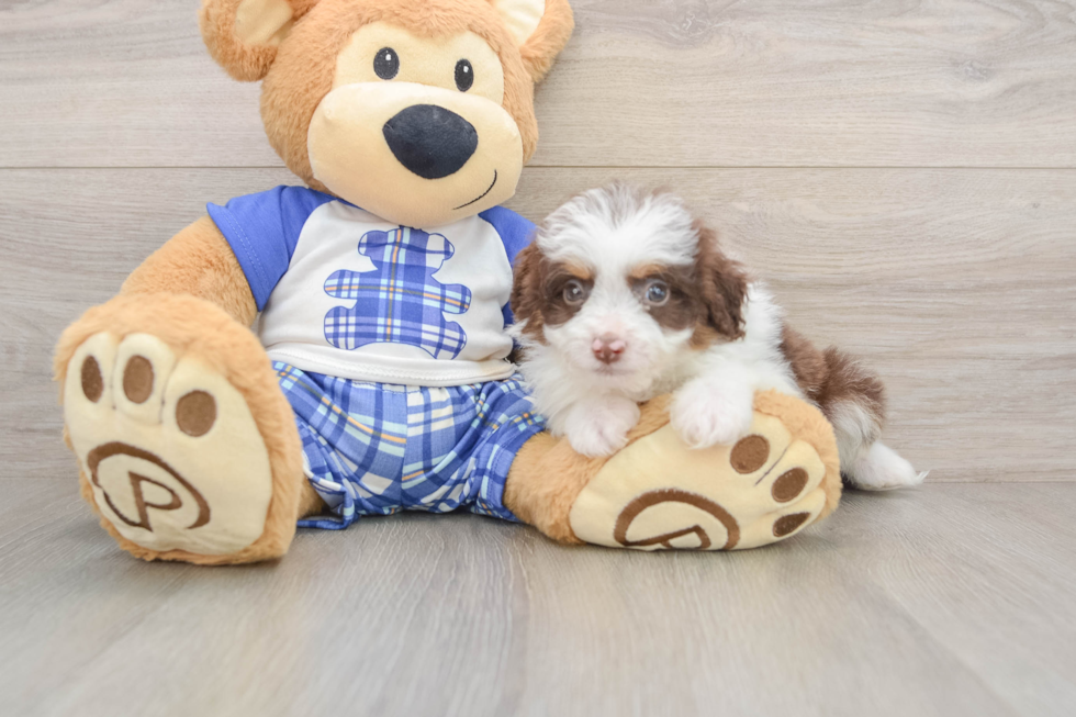 Petite Mini Aussiedoodle Poodle Mix Pup