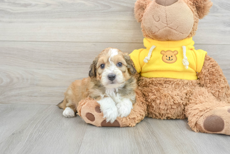 Mini Aussiedoodle Puppy for Adoption