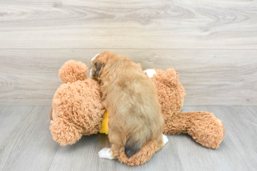 Playful Aussiepoo Poodle Mix Puppy