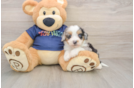 Mini Aussiedoodle Puppy for Adoption