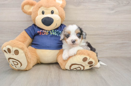 Mini Aussiedoodle Puppy for Adoption