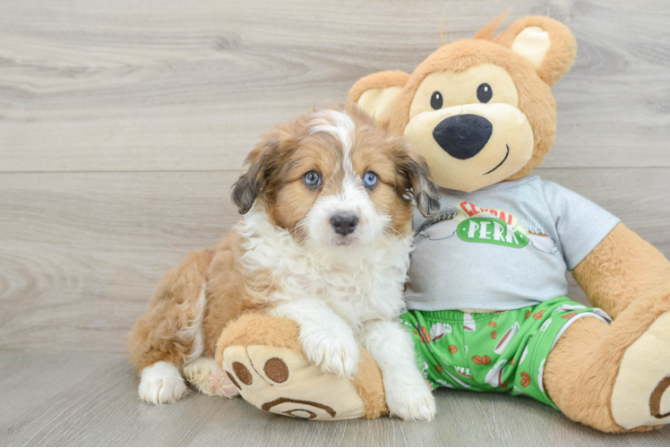 Mini Aussiedoodle Puppy for Adoption